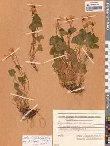 Фиалка Лангсдорфа (Regel) Fisch. ex Ging., Сибирь, Чукотка и Камчатка (S7) (Россия)