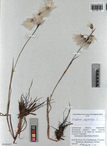 KUZ 002 107, Eriophorum angustifolium subsp. angustifolium, Сибирь, Алтай и Саяны (S2) (Россия)