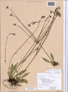 Pilosella cymiflora (Nägeli & Peter) S. Bräut. & Greuter, Восточная Европа, Центральный район (E4) (Россия)