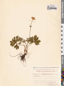 Купальница бумажночашелистиковая Schipcz., Сибирь, Чукотка и Камчатка (S7) (Россия)