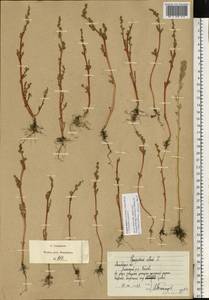 Марь сизая (L.) S.Fuentes, Uotila & Borsch, Восточная Европа, Московская область и Москва (E4a) (Россия)