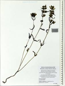 Rhinanthus serotinus var. vernalis (N. W. Zinger) Janch., Восточная Европа, Северо-Западный район (E2) (Россия)