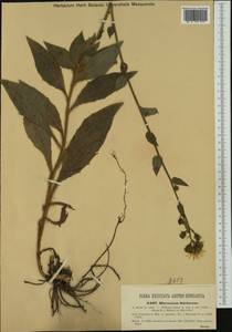 Hieracium racemosum subsp. stiriacum (Willk.) Zahn, Западная Европа (EUR) (Чехия)