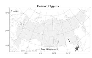 Galium platygalium, Подмаренник широкоподмаренниковый (Maxim.) Pobed., Атлас флоры России (FLORUS) (Россия)