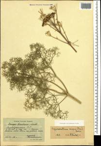 Двулакунница мелкоплодная (M.Bieb.) Pimenov & V.N.Tikhom., Кавказ, Азербайджан (K6) (Азербайджан)