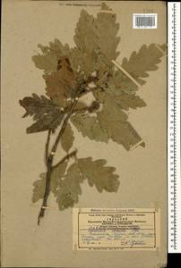 Quercus petraea subsp. polycarpa (Schur) Soó, Кавказ, Армения (K5) (Армения)