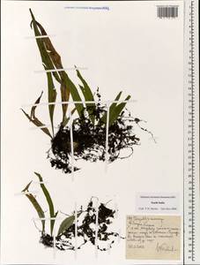 Pleopeltis macrocarpa (Bory ex Willd.) Kaulf., Зарубежная Азия (ASIA) (Индия)