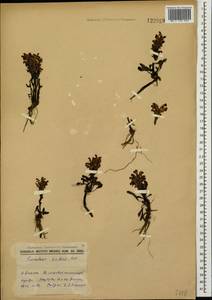 Мытник Эдера Vahl, Сибирь, Центральная Сибирь (S3) (Россия)