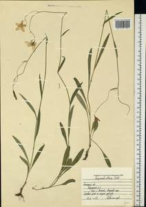 Колокольчик алтайский Ledeb., Восточная Европа, Центральный лесостепной район (E6) (Россия)