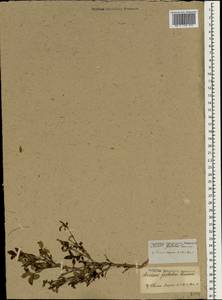 Serissa japonica (Thunb.) Thunb., Зарубежная Азия (ASIA) (Япония)