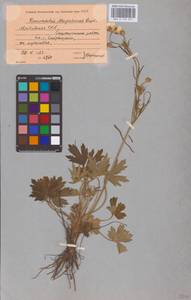 Ranunculus polyanthemos subsp. meyerianus (Rupr.) Elenevsky & Derv.-Sok., Восточная Европа, Молдавия (E13a) (Молдавия)