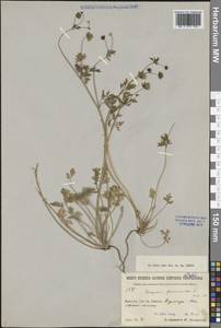 Тонкоплодник дымянковый (L.) Rchb., Сибирь, Прибайкалье и Забайкалье (S4) (Россия)