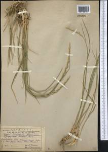 Thinopyrum intermedium subsp. intermedium, Средняя Азия и Казахстан, Памир и Памиро-Алай (M2) (Узбекистан)