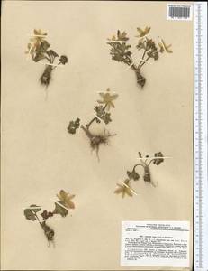Anemone bucharica subsp. baissunensis (Juz.) Kamelin, Средняя Азия и Казахстан, Памир и Памиро-Алай (M2) (Таджикистан)