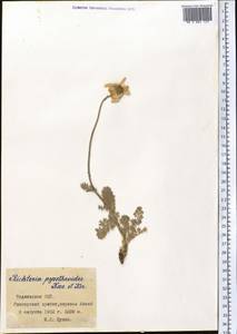 Richteria pyrethroides Kar. & Kir., Средняя Азия и Казахстан, Памир и Памиро-Алай (M2) (Таджикистан)