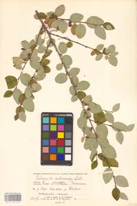 Кизильник рыхлоцветковый (J.Jacq.) Lindl., Восточная Европа, Северный район (E1) (Россия)