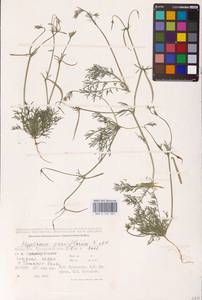 Гипекоум мелкоцветковый Kar. & Kir., Средняя Азия и Казахстан, Прикаспийский Устюрт и Северное Приаралье (M8) (Казахстан)