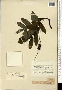 Pterocarya fraxinifolia (Poir.) Spach, Кавказ, Грузия (K4) (Грузия)