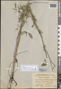 Жабрица однолетняя L., Восточная Европа, Нижневолжский район (E9) (Россия)