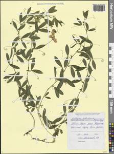 Чина клубненосная L., Кавказ, Черноморское побережье (от Новороссийска до Адлера) (K3) (Россия)