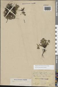 Незабудка азиатская (Vestergr. ex Hultén) Schischk. & Serg., Восточная Европа, Северный район (E1) (Россия)