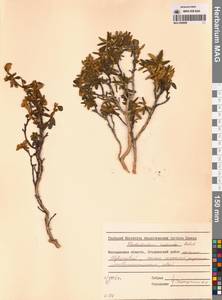 Рододендрон Адамса Rehder, Сибирь, Чукотка и Камчатка (S7) (Россия)