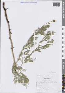 Горицвет сибирский Patrin ex Ledeb., Сибирь, Прибайкалье и Забайкалье (S4) (Россия)