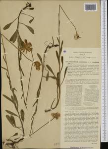 Leucanthemum pachyphyllum Marchi & Illum., Западная Европа (EUR) (Италия)