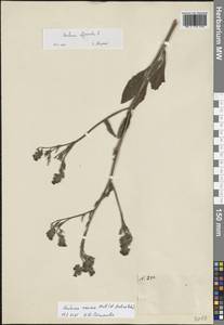 Воловик лазоревый Mill., Восточная Европа, Северо-Западный район (E2) (Россия)