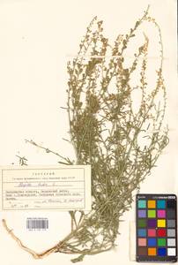 Резеда желтая L., Восточная Европа, Южно-Украинский район (E12) (Украина)