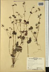 Pelargonium australe (Poir.) Jacq., Австралия и Океания (AUSTR) (Австралия)