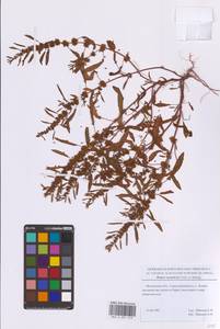 Щавель украинский Fisch., Восточная Европа, Московская область и Москва (E4a) (Россия)