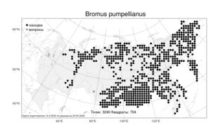 Bromus pumpellianus, Костер Пампелла Scribn., Атлас флоры России (FLORUS) (Россия)