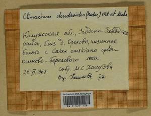 Climacium dendroides (Hedw.) F. Weber & D. Mohr, Гербарий мохообразных, Мхи - Центральное Нечерноземье (B6) (Россия)