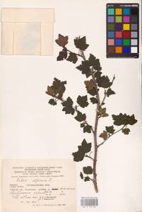 Смородина альпийская L., Восточная Европа, Западно-Украинский район (E13) (Украина)