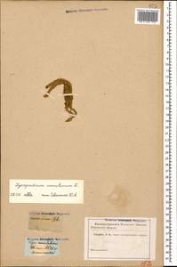 Spinulum annotinum subsp. annotinum, Кавказ, Грузия (K4) (Грузия)