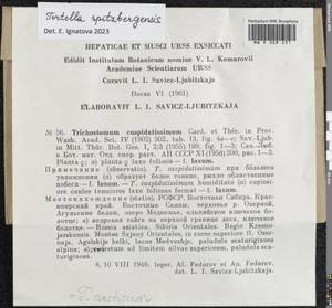 Tortella spitsbergensis (Bizot & Thér.) O. Werner, Köckinger & Ros, Гербарий мохообразных, Мхи - Красноярский край, Тыва и Хакасия (B17) (Россия)