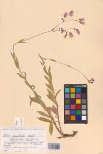 Смолевка обыкновенная, Хлопушка (Moench) Garcke, Восточная Европа, Центральный район (E4) (Россия)