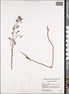 Колокольчик сибирский L., Восточная Европа, Московская область и Москва (E4a) (Россия)