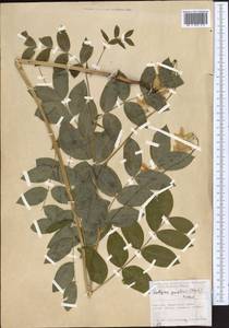 Чина Гмелина (Fisch. ex Ser.) Fritsch, Средняя Азия и Казахстан, Северный и Центральный Тянь-Шань (M4) (Киргизия)