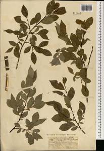 Ива тарайкинская Kimura, Монголия (MONG) (Монголия)