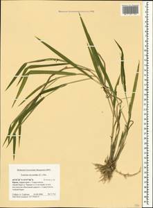 Леерсия рисовидная (L.) Sw., Крым (KRYM) (Россия)