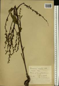 Verbascum chaixii subsp. orientale (M. Bieb.) Hayek, Восточная Европа, Ростовская область (E12a) (Россия)