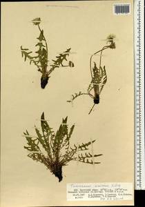 Одуванчик китайский Kitag., Монголия (MONG) (Монголия)