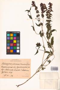 MHA 0 161 470, Melampyrum nemorosum var. polonicum Beauverd, Восточная Европа, Южно-Украинский район (E12) (Украина)