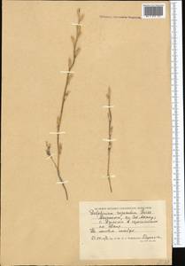 Delphinium rugulosum Boiss., Средняя Азия и Казахстан, Прикаспийский Устюрт и Северное Приаралье (M8) (Казахстан)