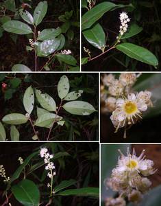 Prunus javanica (Teijsm. & Binn.) Miq., Зарубежная Азия (ASIA) (Вьетнам)