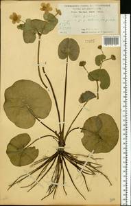 Калужница болотная L., Восточная Европа, Центральный лесостепной район (E6) (Россия)