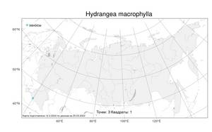 Hydrangea macrophylla, Гортензия крупнолистная (Thunb.) Ser., Атлас флоры России (FLORUS) (Россия)
