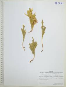 Spinulum annotinum subsp. dubium (Zoëga) J.H.Xue, Chepinoga & K.P.Ma, Сибирь, Дальний Восток (S6) (Россия)